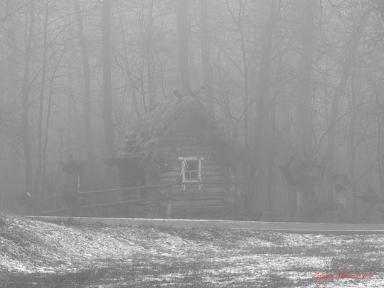 «Олимпик» сегодня похож на таинственный лес

Фото:..