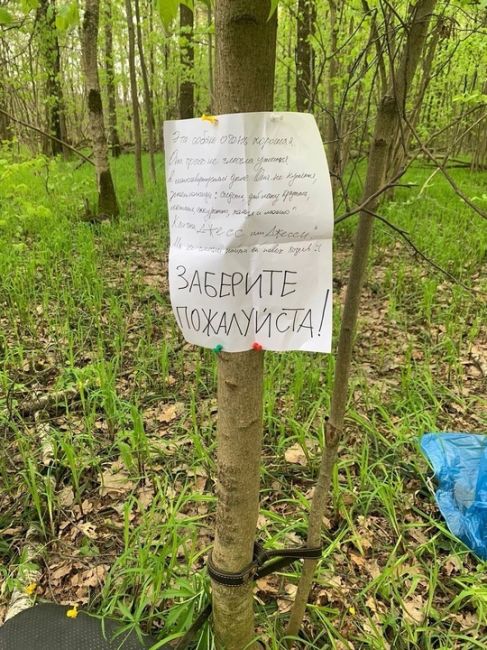 7 бездомных собак разгуливают в центре Омска - прям возле Торгового..