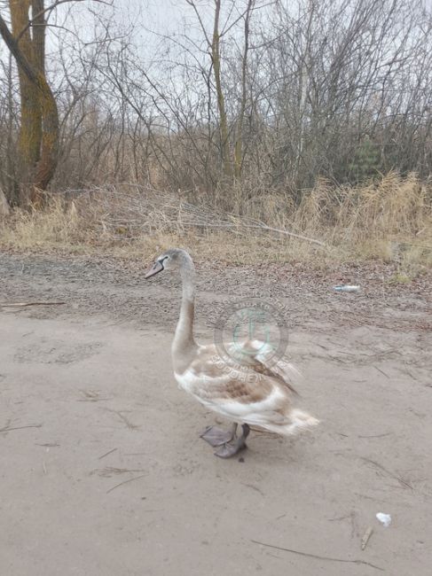 Вот такое чудо гуляет по дорогам Воронежской..