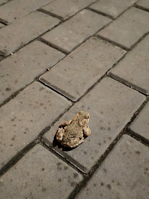 Тем временем в Волгограде шло 91-е сентября, а по городу скакали жабы... 🍂🐸🍂

А если серьезно, откуда она..