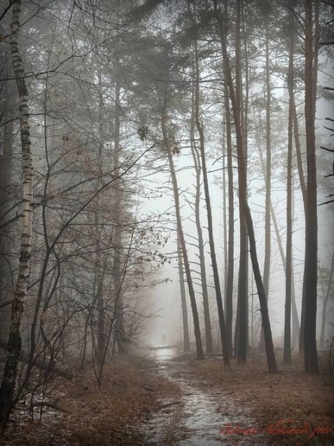 «Олимпик» сегодня похож на таинственный лес

Фото:..