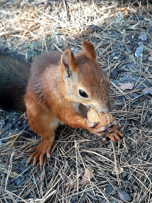 Миленькая обитательница Мамаева кургана! 🐿❤

А к вам когда-нибудь приходила белочка?..