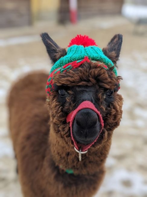 Новогодние костюмчики альпак 🤗

Фото: Парк альпак в "Белом..