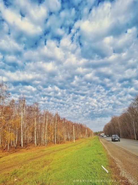 Берёзовая роща в пригороде Ростова-на-Дону. 

Фото: Марина..