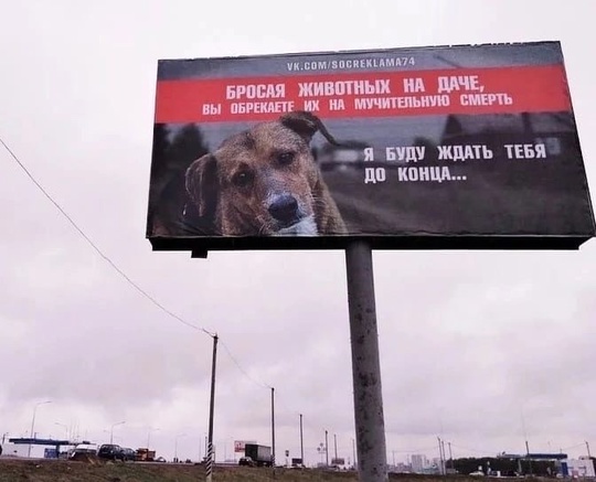 7 бездомных собак разгуливают в центре Омска - прям возле Торгового..