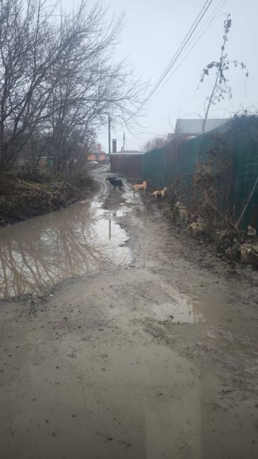 Стая бездомных собак напала на школьницу. К счастью, девочку удалось спасти.
 
Жители посёлка Ковалёвка..