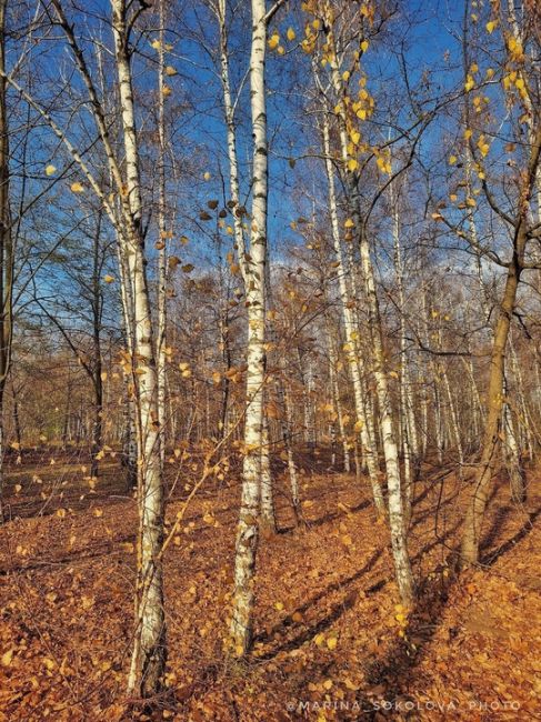 Берёзовая роща в пригороде Ростова-на-Дону. 

Фото: Марина..