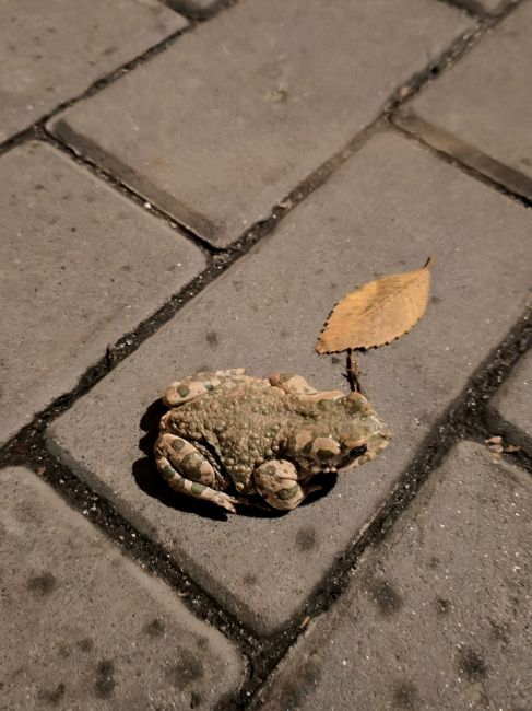 Тем временем в Волгограде шло 91-е сентября, а по городу скакали жабы... 🍂🐸🍂

А если серьезно, откуда она..