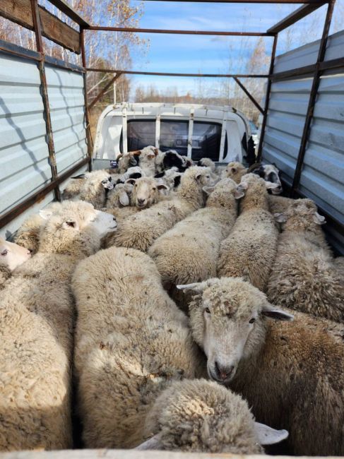 🐑28 баранов украли в Новосибирской области 

Похитителя кудрявых животных нашли и задержали. Им оказался..