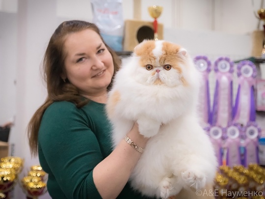 Уникальное событие в Москве! «Юбилейное Новогоднее Шоу Кошек»! 
Приходите 21-22 декабря 2024г. в Торговый Центр..