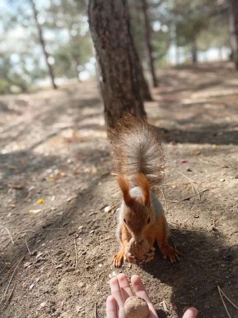 Миленькая обитательница Мамаева кургана! 🐿❤

А к вам когда-нибудь приходила белочка?..