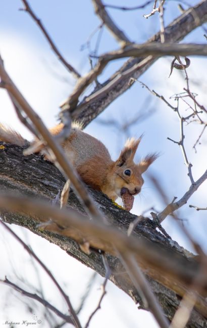 Миленькая обитательница Мамаева кургана! 🐿❤

А к вам когда-нибудь приходила белочка?..