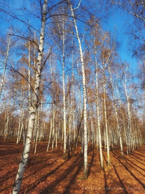 Берёзовая роща в пригороде Ростова-на-Дону. 

Фото: Марина..