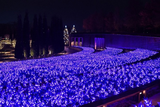 Огни зимнего шалфея 💜💜💜

Фото: пресс-служба парка..