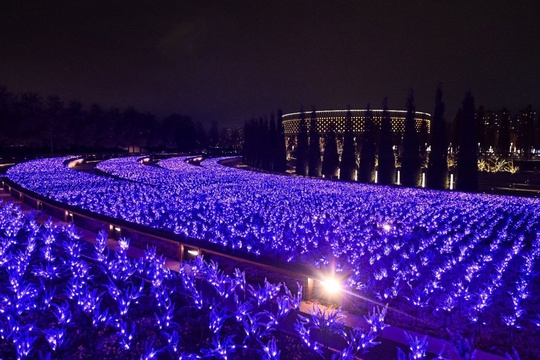 Огни зимнего шалфея 💜💜💜

Фото: пресс-служба парка..