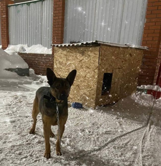 🐶 Уфимский чиновник помог пристроить собаку из приюта 
 
В рамках акции «Добрые сердца», которая стартовала..