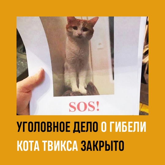 За кота, гибель которого в начале года взволновала страну, никто не..