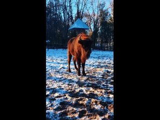 Самая милая новость из Ростовского зоопарка

Там на свет появился зубрёнок.

Малышу уже месяц, но о радостном..