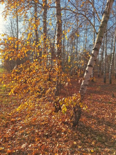 Берёзовая роща в пригороде Ростова-на-Дону. 

Фото: Марина..