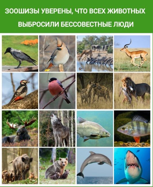 В микрорайоне Амур-2 большая проблема с бродячими собаками, которые остаются после строек. И зачем то их еще..