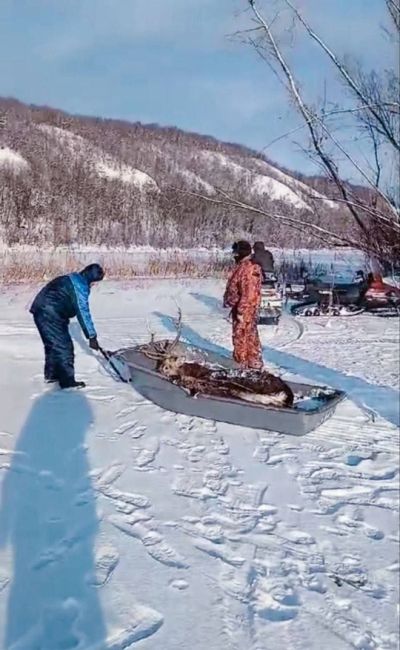 В Самарской Луке спасли тонущего пятнистого оленя. 

Обессиленный он пытался выбраться на сушу, когда его..