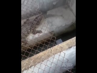 🐊 Это фиаско, братан 🤣

⚠ВНИМАНИЕ! [https://vk.com/video/@etorostovnadonu|Видео могут смотреть] только [club104083518|подписчики..