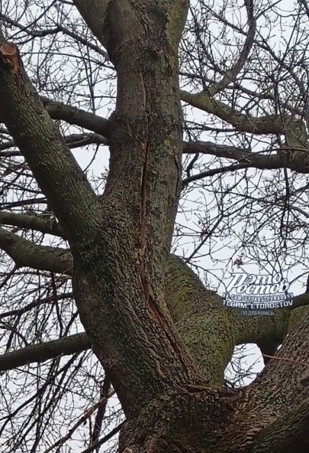 🌳 «Аварийное дерево по адресу 17-линия, 33. Прошлой зимой после ледяного дождя лопнул ствол и посыпались..