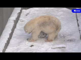 Медведь Кай устроил выступление с мячом для посетителей Новосибирского зоопарка

Постоянный посетитель..