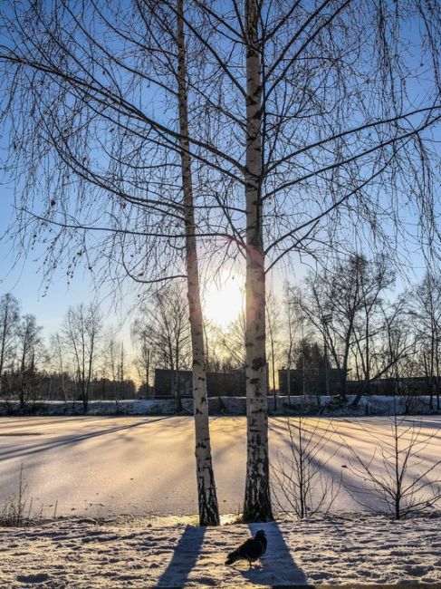 Такое редкое солнце декабря над Сормовским озером ☀️

Фото: [id492844872|Маша Фромраша]..