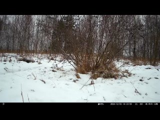 🦊 В Керженском заповеднике появилась очаровательная лисица, которая пришла полакомиться черноплодной..