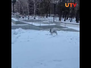 🐇 «Даже косой приходил!»: в Уфе зайчонок забежал на территорию Башдрамтеатра - UTV
 
Видео с любопытным..