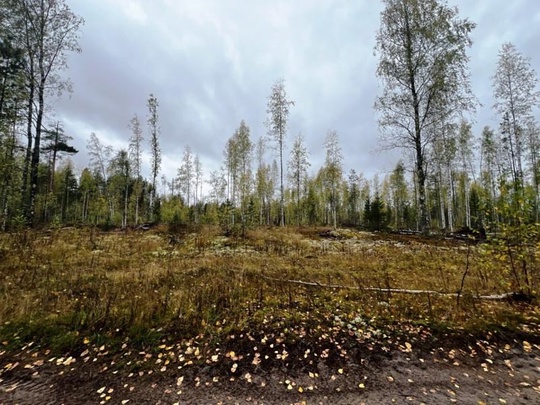 🌲В Пермском крае индивидуальный предприниматель обвиняется в незаконной рубке лесных насаждений в особо..