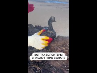 «Вот так волонтеры спасают птиц в Анапе.

Пока одни очищают берег от нефтепродуктов, другие прочесывают..