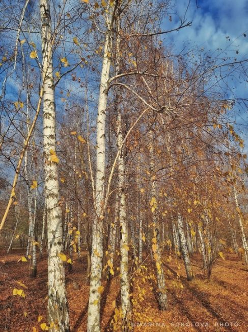 Берёзовая роща в пригороде Ростова-на-Дону. 

Фото: Марина..