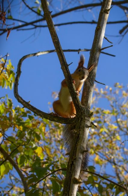 Миленькая обитательница Мамаева кургана! 🐿❤

А к вам когда-нибудь приходила белочка?..