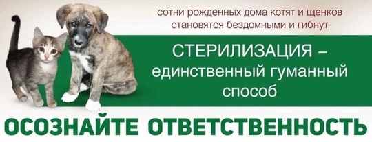 7 бездомных собак разгуливают в центре Омска - прям возле Торгового..