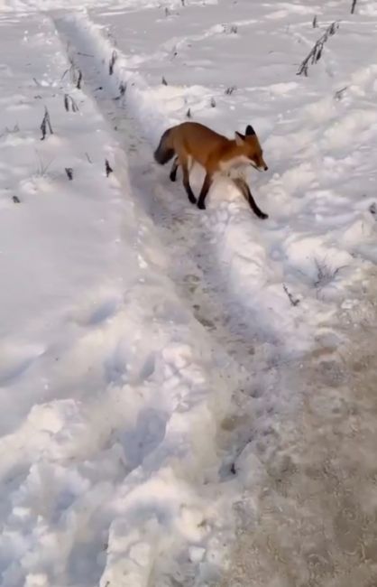 Жители Приморского района заметили очередного дикого зверя, который в шоке от того, что стало с землями, где..