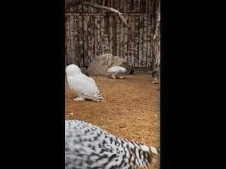 В южном парке птиц Малинки появилась белая полярная сова 😍 Имя ей еще не дали 

Давайте..