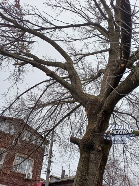 🌳 «Аварийное дерево по адресу 17-линия, 33. Прошлой зимой после ледяного дождя лопнул ствол и посыпались..