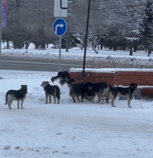 В Омской области хотят сократить численность бездомных собак

В омском законодательном собрании..