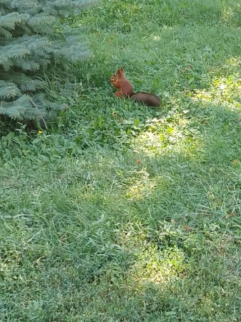 Миленькая обитательница Мамаева кургана! 🐿❤

А к вам когда-нибудь приходила белочка?..