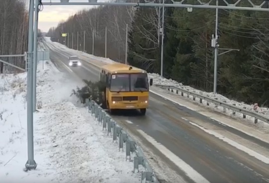 Водитель омского школьного автобуса незаконно спилил сосну в лесу, а потом повредил ей дорожный..