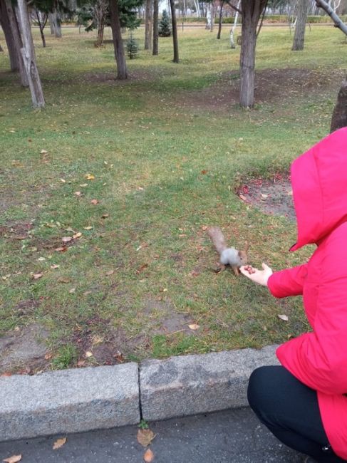 Миленькая обитательница Мамаева кургана! 🐿❤

А к вам когда-нибудь приходила белочка?..