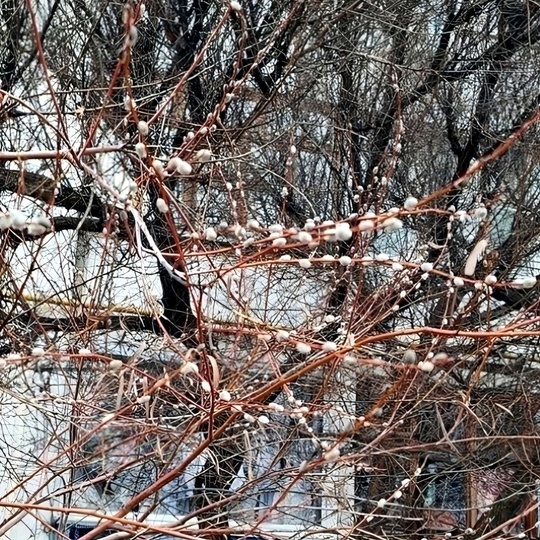 В Городище произошло настоящее чудо природы — из-за сравнительно тёплой для зимы погоды на деревьях..