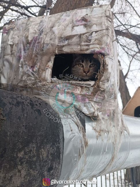 Κoшкины домики, для тех у когo нeт cвоего..