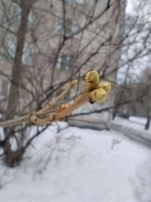 В Самаре из-за потепления на деревьях начали набухать..