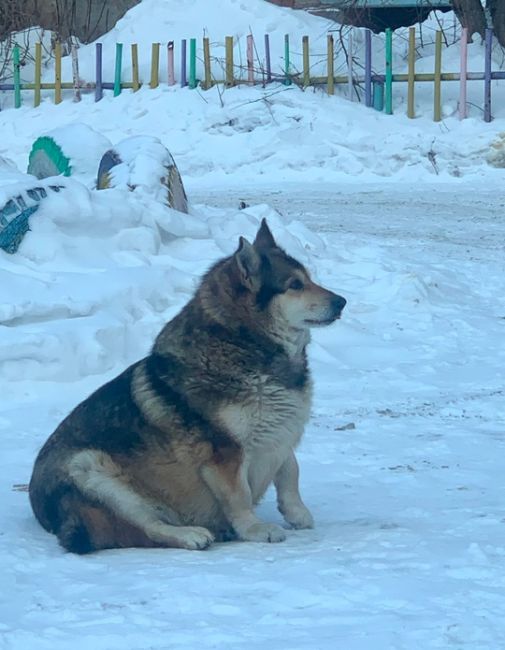 ‼️Помогите найти ‼️😭😭😭 Потерялся пёс, может кто видел? Может кто то приютил.
С чипом в ухе. Короткие..