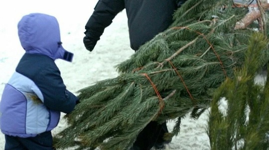 🌲 В Самаре можно сдать живые елки на переработку с 6 по 15 января

«Сбор живых елей будет организован во всех..