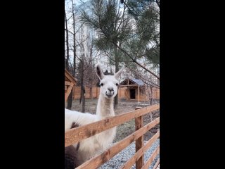 В Центральном парке культуры и отдыха теперь можно погладить альпак, сфоткаться с ланью, покормить кроликов...