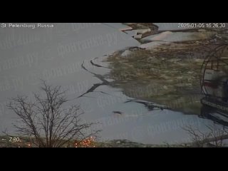 🥰 В Петербурге спасли чайку, приморозившую хвост ко льду Невы возле «Авроры».
 
Сначала птица примерзла ко..